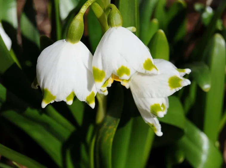 leucojum aestivum