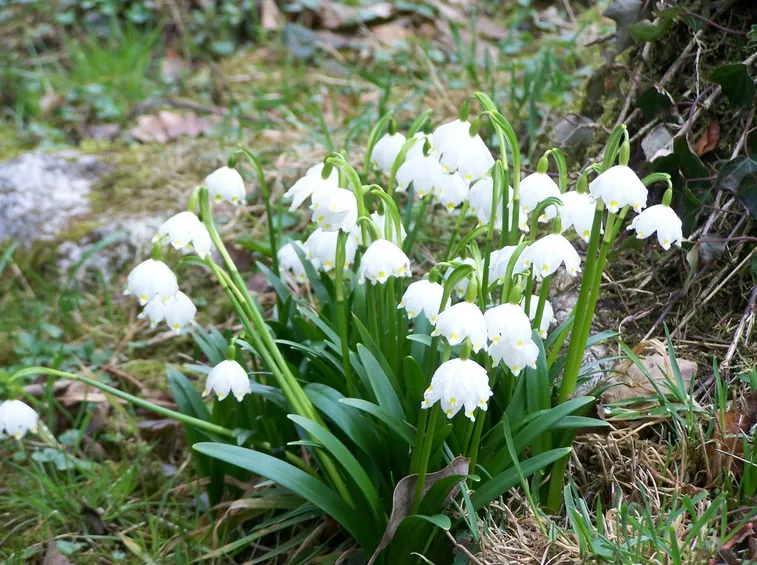 leucojum 