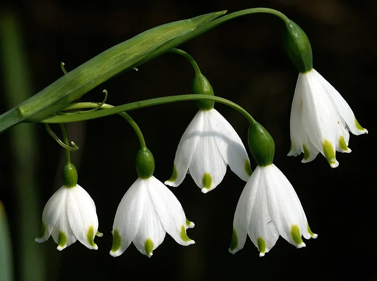campanella bianca