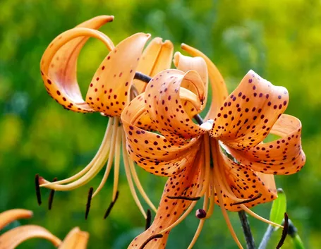 lilium martagon