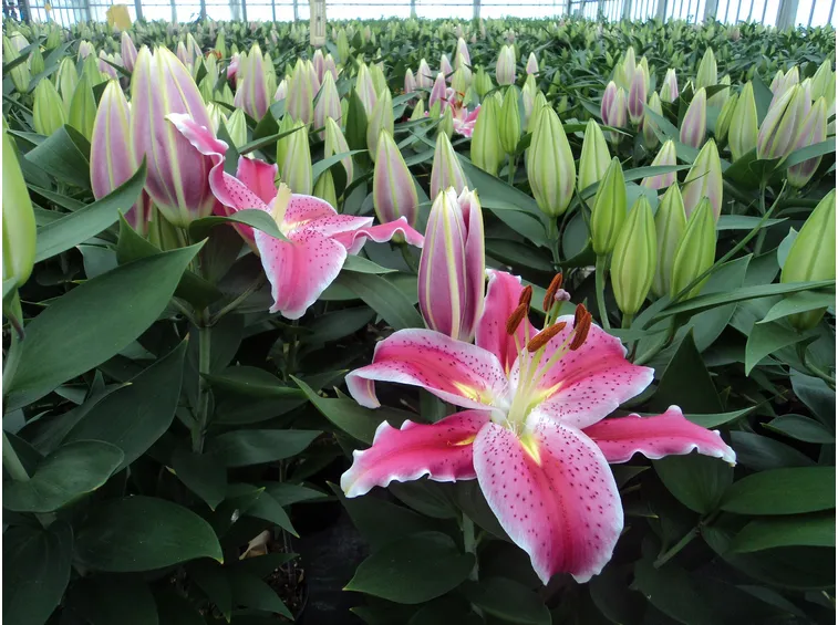 lilium