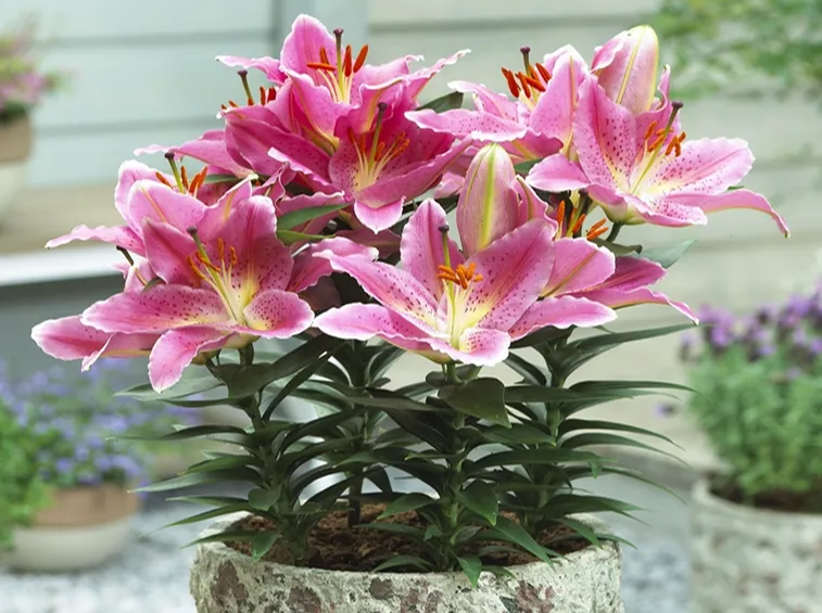 lilium in vaso