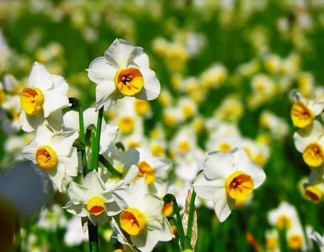 Narciso