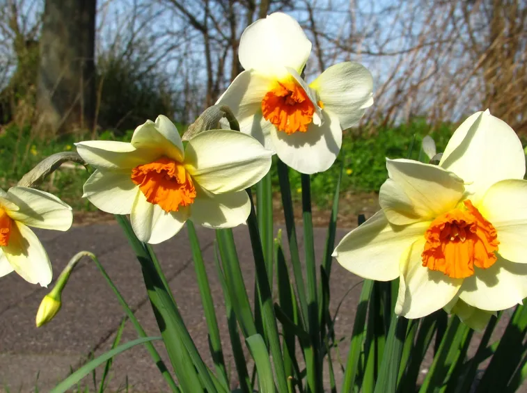 Concimazioni narcisi