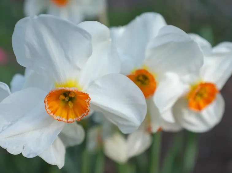 Narciso