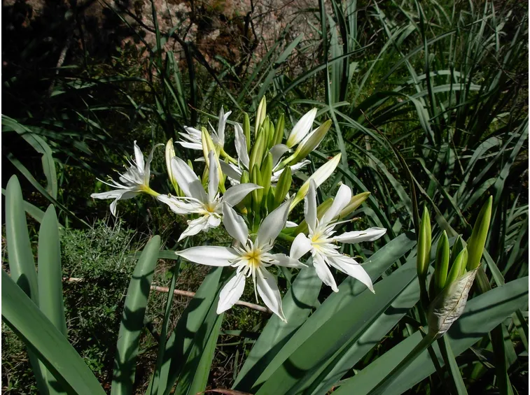 giglio marino