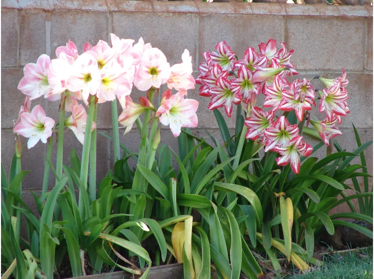 amaryllis