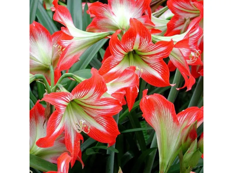 amaryllis in fiore