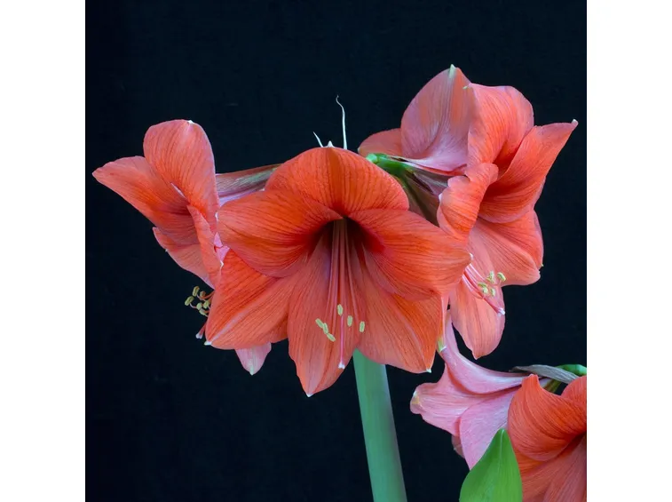 amaryllis