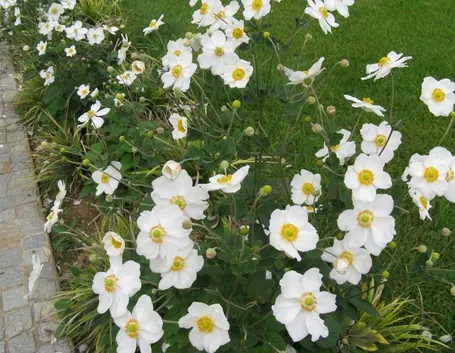 Anemone japonica