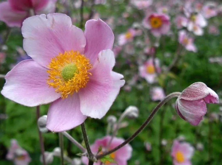 Anemone japonica