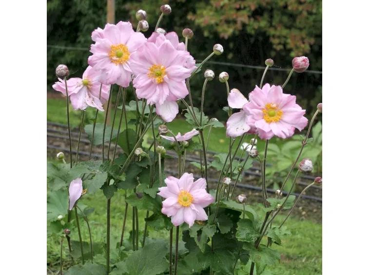 anemone hupenensis honorine jobert