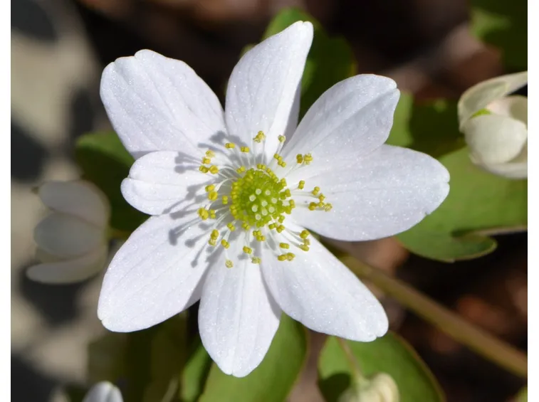 anemonella thalictroides