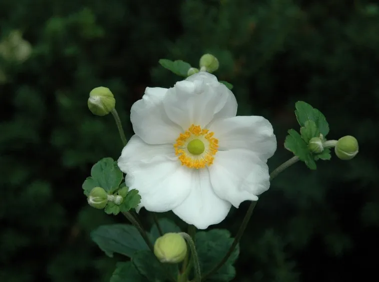 anemone japonica