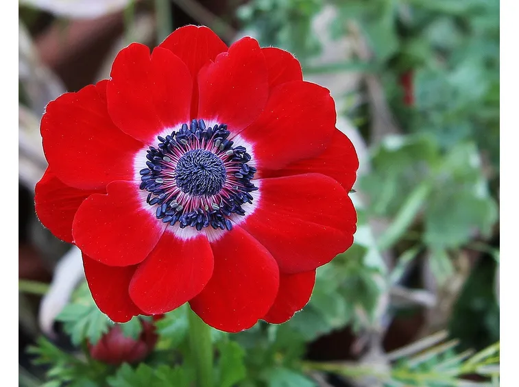 anemone coronaria hollandia