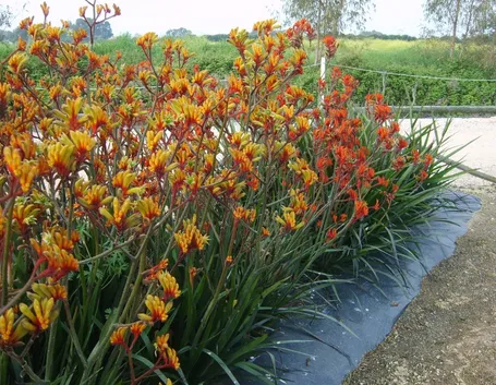 Anigozanthos 