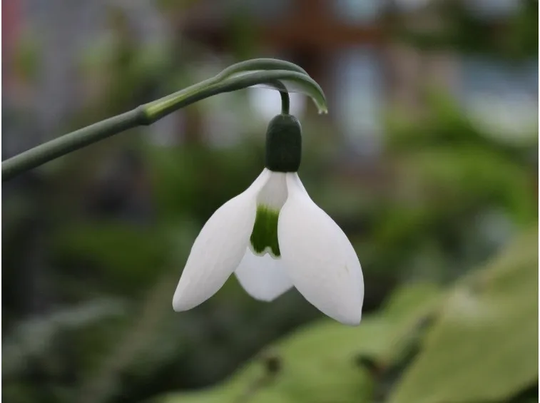 galanthus