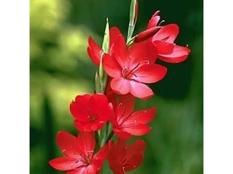 Bulbi autunnali 