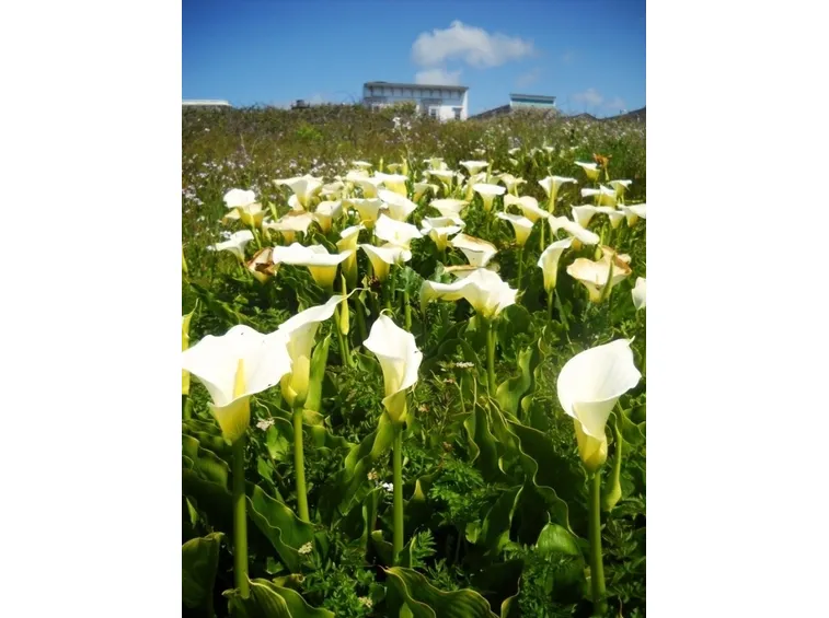 Innaffiatura calla