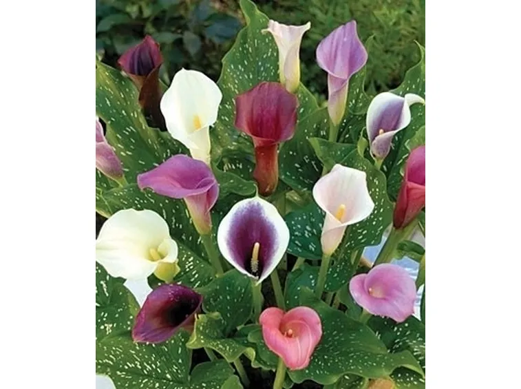 Concimazione calla