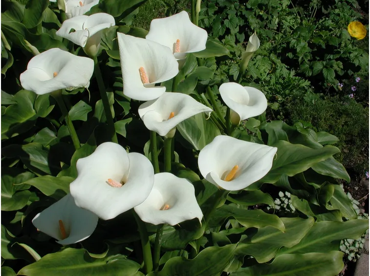 calla