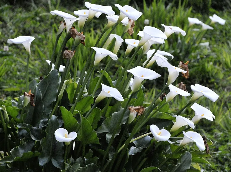 Zantedeschia aethiopica