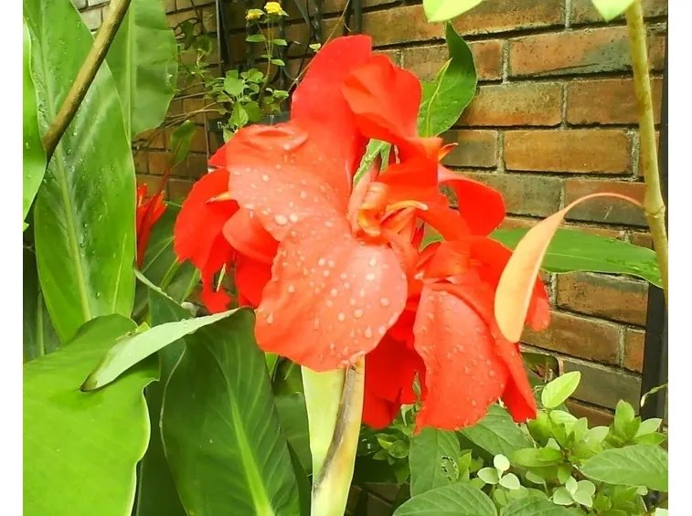 fiori di canna indica
