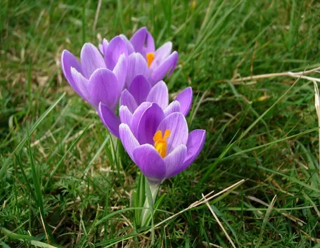 crocus