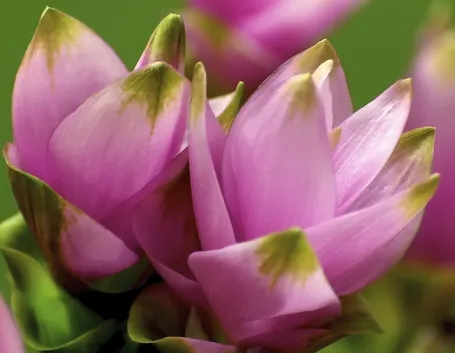 Curcuma  