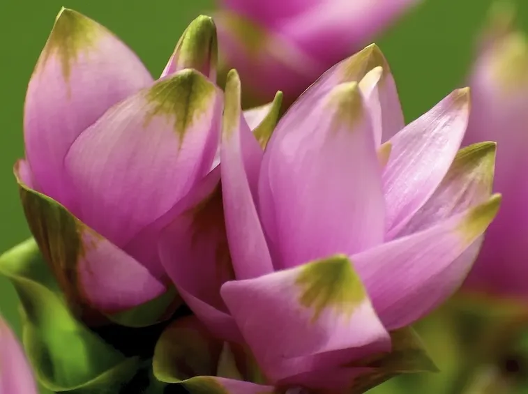 Curcuma  