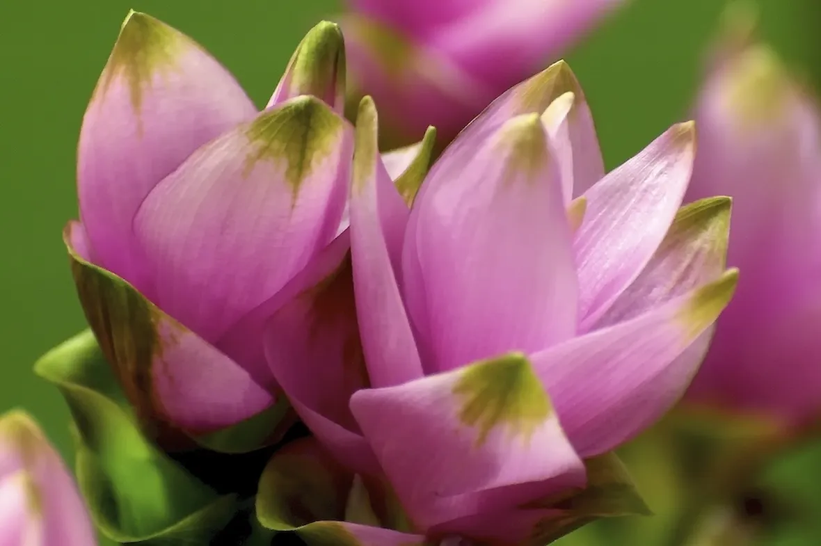 Curcuma  