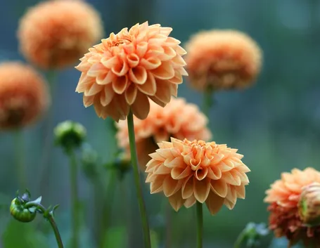 Dalia  