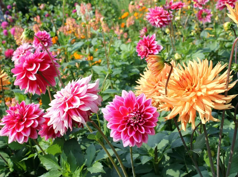 Dalia  