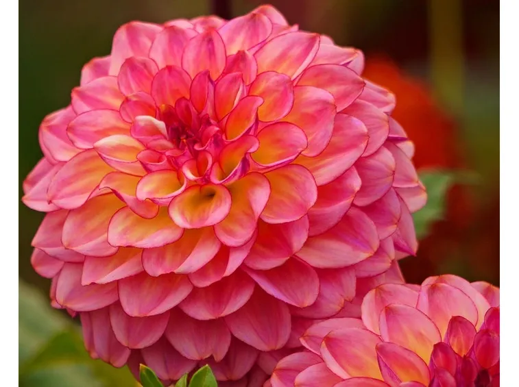 Dalia  