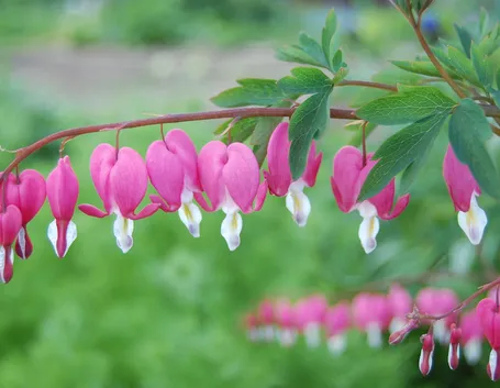 Dicentra 