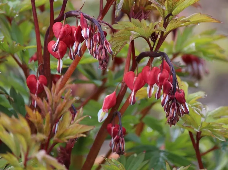 dicentra