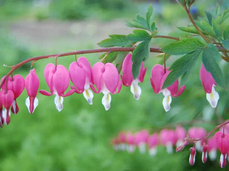 Dicentra 