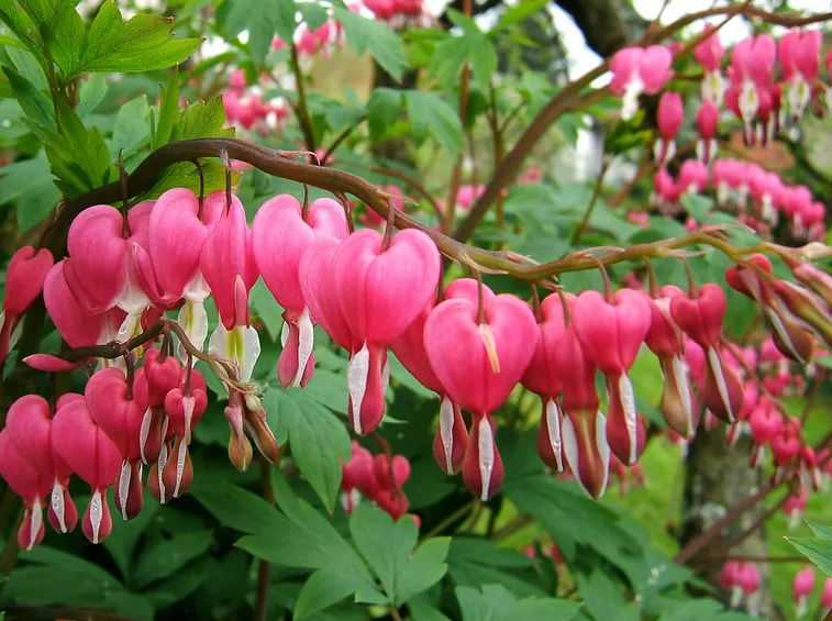 Dicentra 