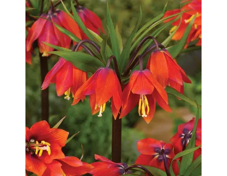 fritillaria imperialis