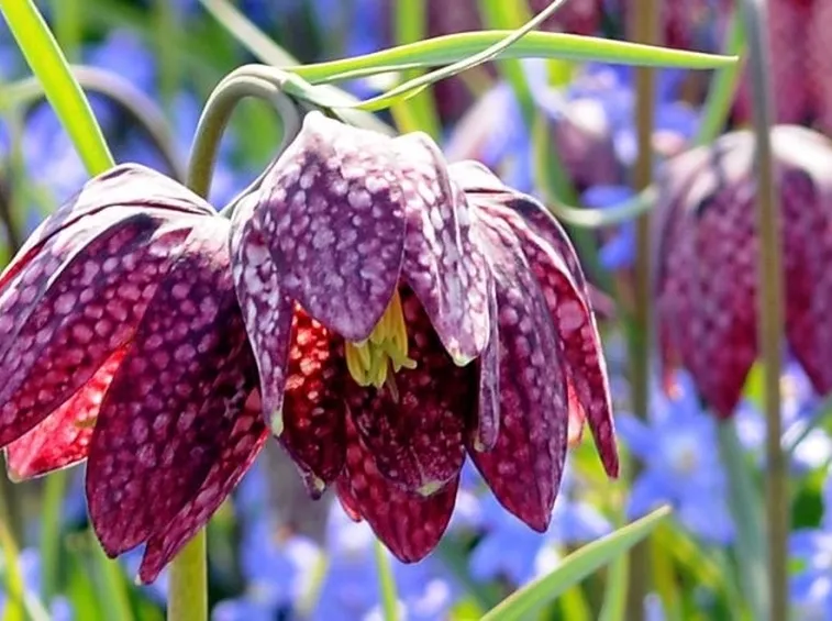 fritillaria meleagris