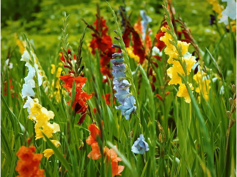 Utilizzo in giardino