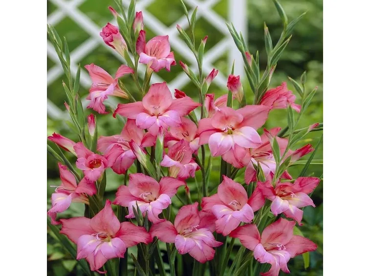 fiori di gladioli