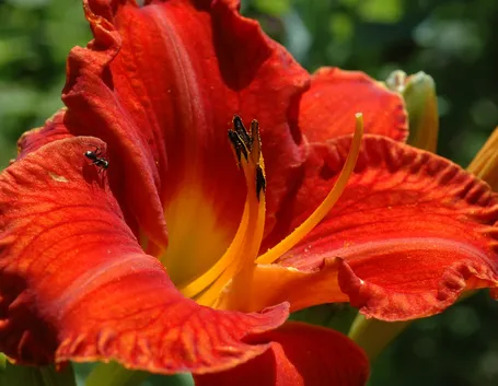 Emerocallidi  
