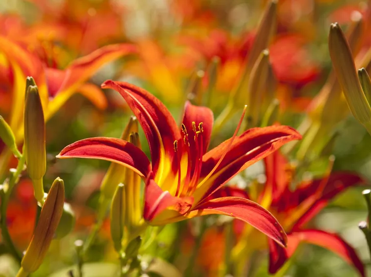 hemerocallis moonligth masquerade
