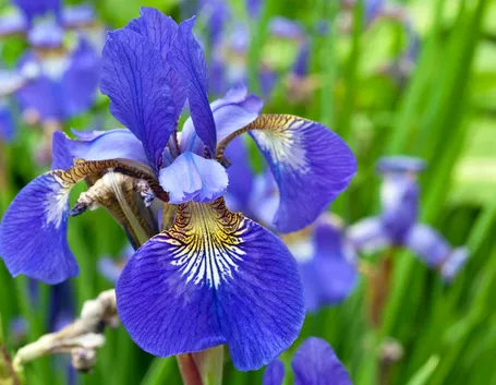 Iris  