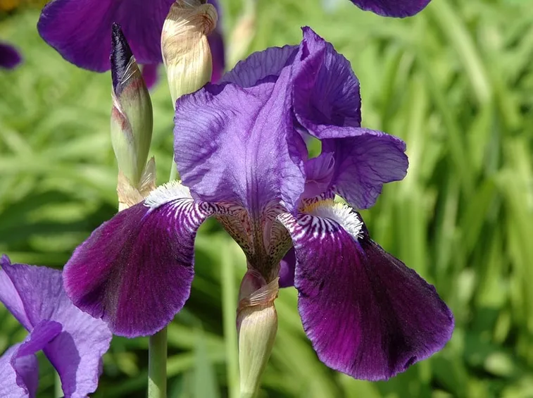 iris germanica