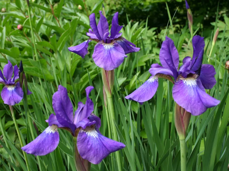 Iris sibirica
