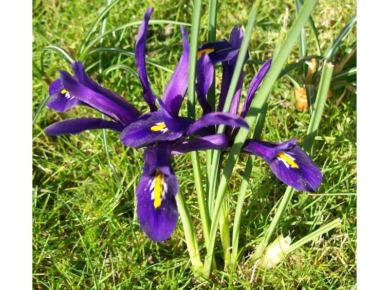 iris reticulata