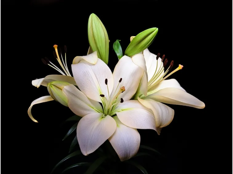 lilium