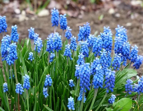 muscari  